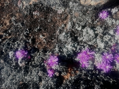 Conophytum minusculum