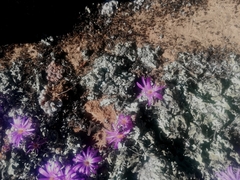 Conophytum minusculum