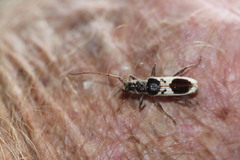 Coptocercus crucigerus