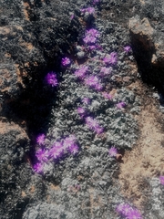 Conophytum minusculum
