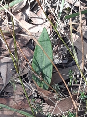 Cryptostylis