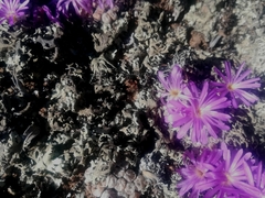 Conophytum minusculum