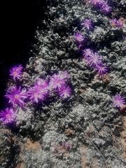Conophytum minusculum