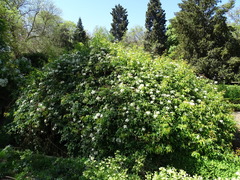 Rosa banksiae normalis