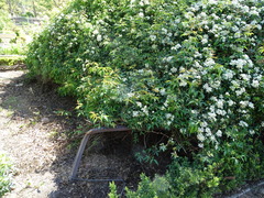 Rosa banksiae normalis