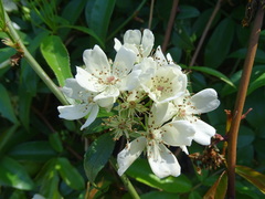 Rosa banksiae normalis
