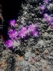Conophytum minusculum