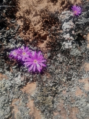 Conophytum minusculum
