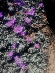 Conophytum minusculum