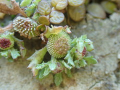 Centipeda aotearoana