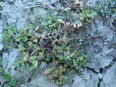 Centipeda aotearoana