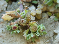 Centipeda aotearoana