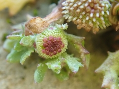 Centipeda aotearoana