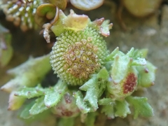 Centipeda aotearoana