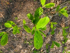 Alnus rohlenae