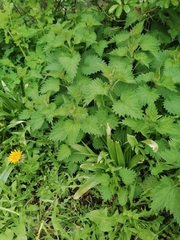 Urtica dioica