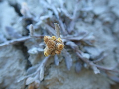 Pseudognaphalium ephemerum
