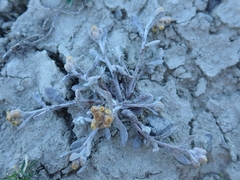 Pseudognaphalium ephemerum