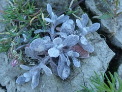 Pseudognaphalium ephemerum