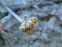 Pseudognaphalium ephemerum