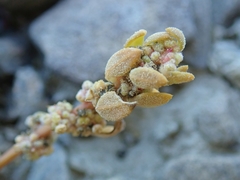 Chenopodium detestans