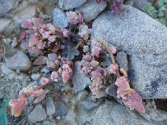 Chenopodium detestans