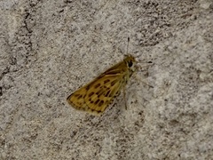 Taractrocera ceramas