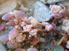 Chenopodium detestans