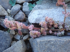 Chenopodium detestans