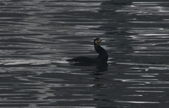 Phalacrocorax carbo