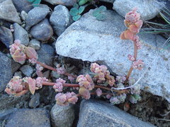 Chenopodium detestans