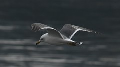 Larus crassirostris