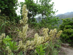 Itea chinensis