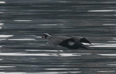 Phalacrocorax carbo