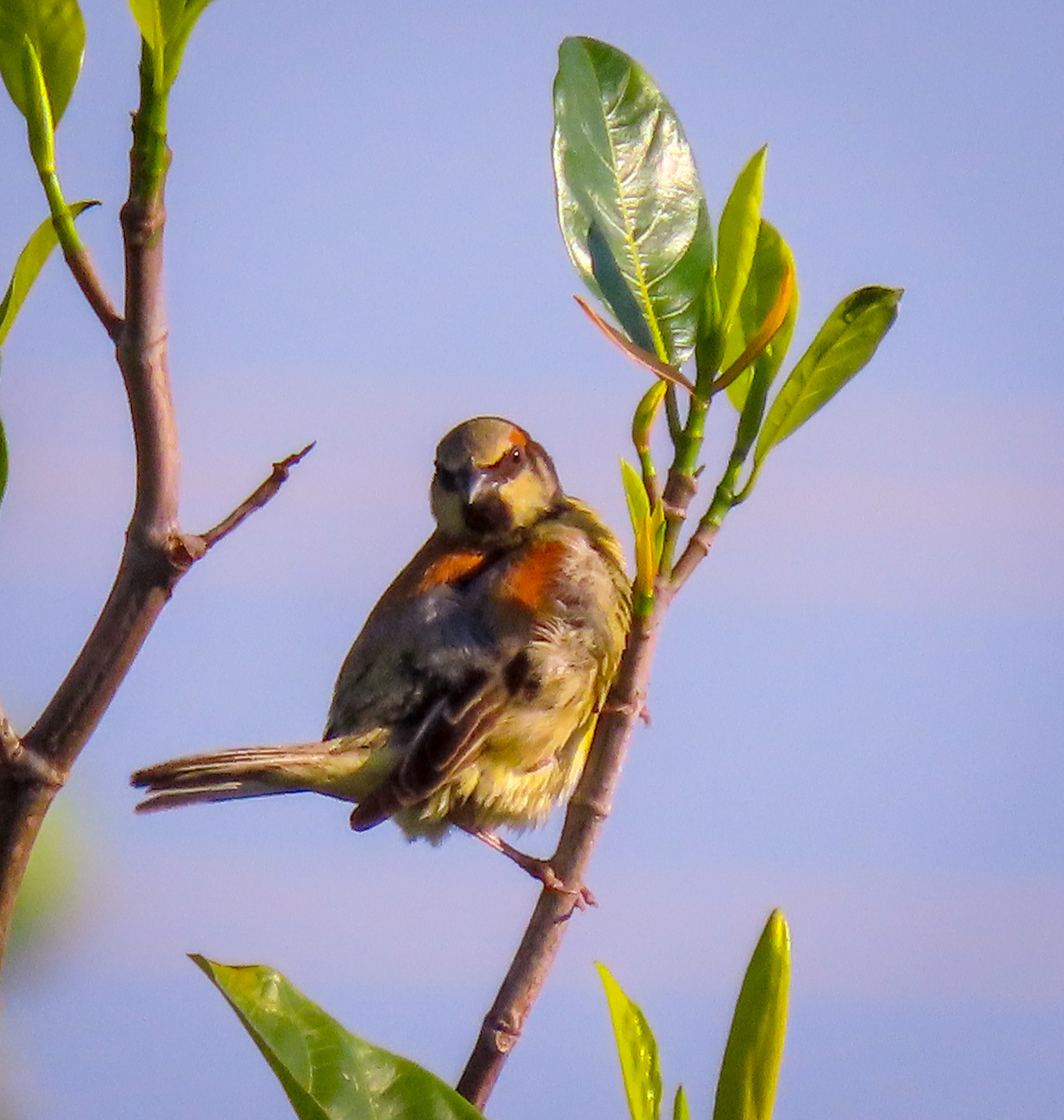 Plain-backed Sparrow (Passer flaveolus)