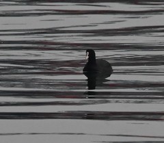 Fulica atra
