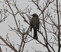 Hypsipetes amaurotis