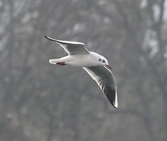 Chroicocephalus ridibundus