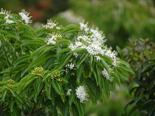 Reevesia thyrsoidea