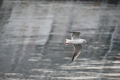 Chroicocephalus ridibundus