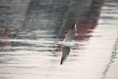 Chroicocephalus ridibundus