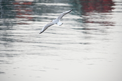 Chroicocephalus ridibundus