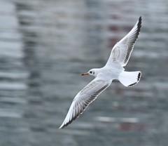 Chroicocephalus ridibundus