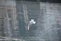 Chroicocephalus ridibundus