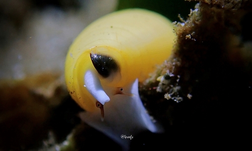 Imbricaria olivaeformis, 2021-04-04
