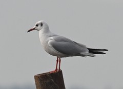 Chroicocephalus ridibundus