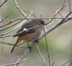 Phoenicurus auroreus