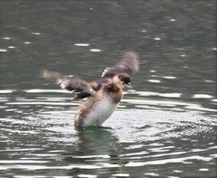 Tachybaptus ruficollis