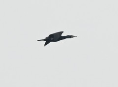 Phalacrocorax carbo