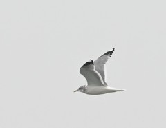 Larus canus